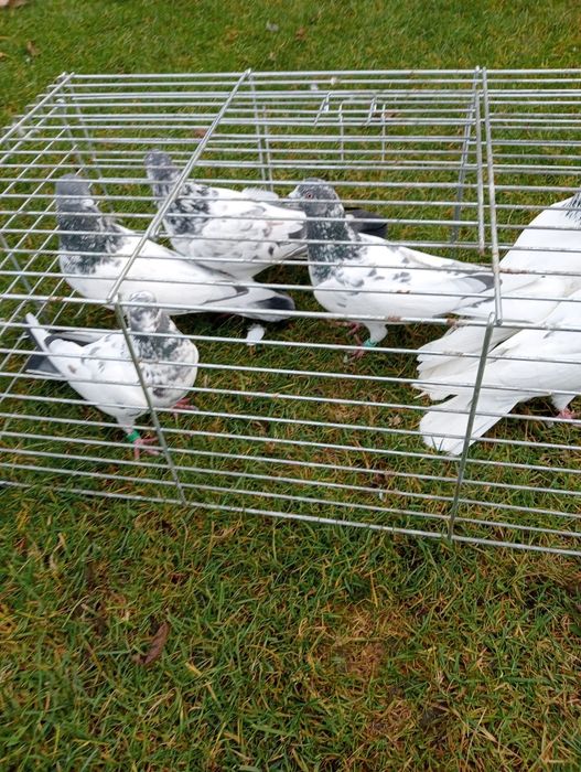 Tiplery pakistańskie wysokolotne