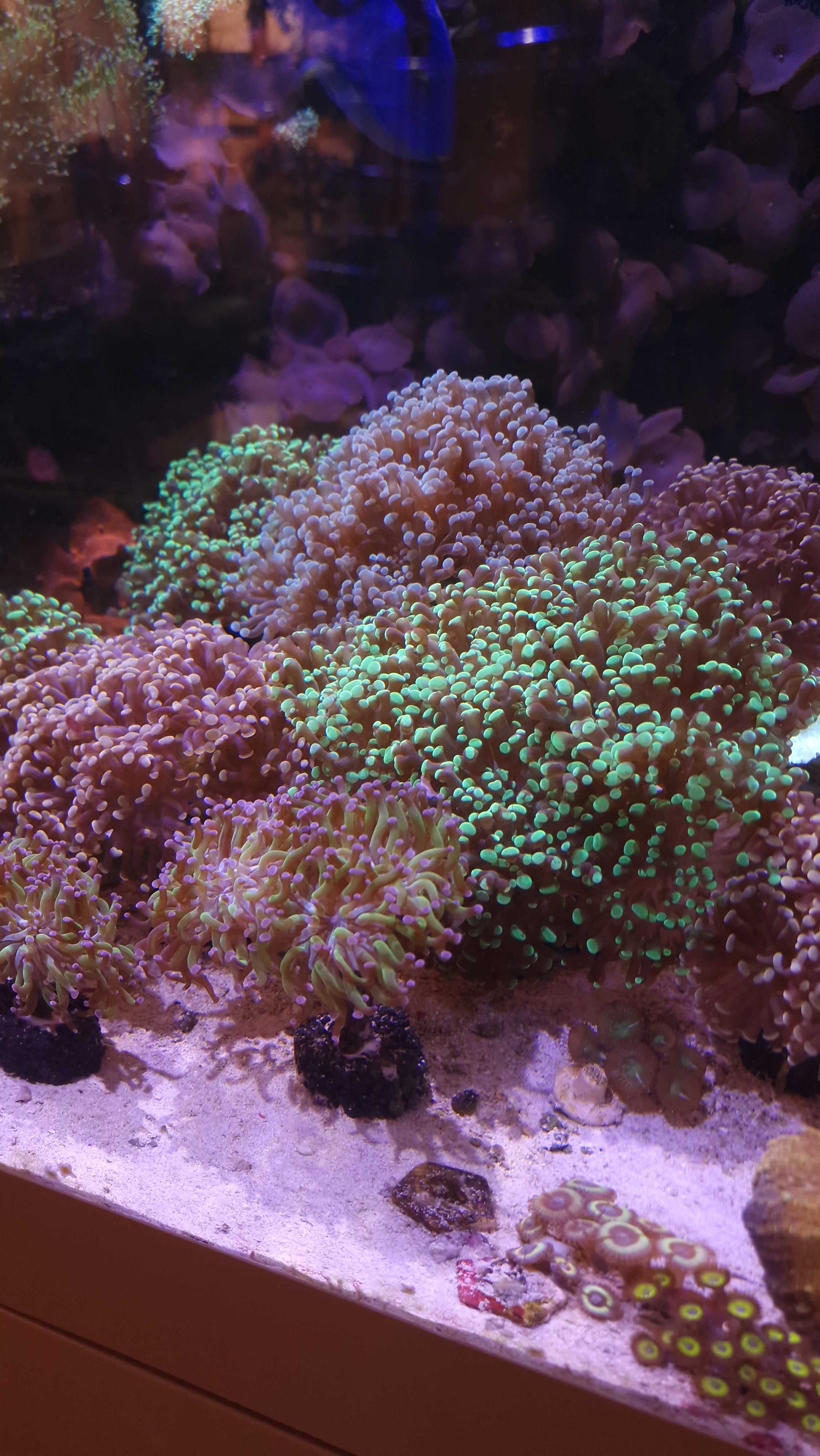 Euphyllia paraancora duże - 10+ główek akwarium morskie likwidacja