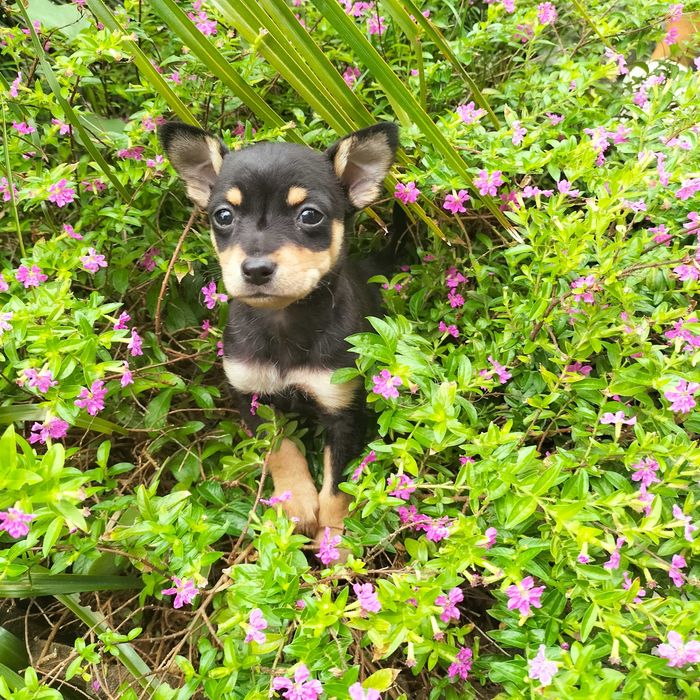 Pisncher belíssima fêmea