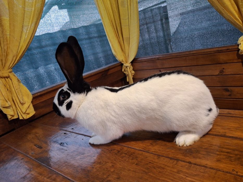 Кролі німецький строкач