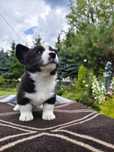 Whels Corgi Cardingan