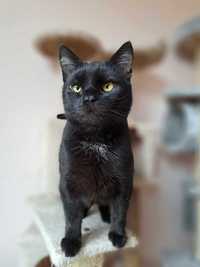 Przepiękna czarna kotka JUSTYNKA oczekuje na dom