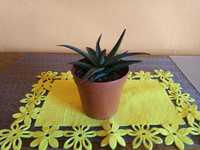 Aloes Aloe Vera leczniczy dekoracyjny sukulent