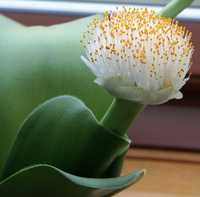 продам луковичный комнатный цветок Гемантус