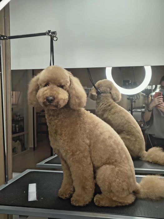 Стрижка собак та котиків грумінг салон