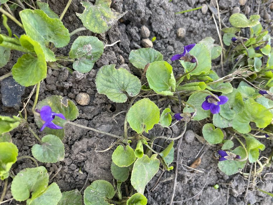 Фиалка лесная