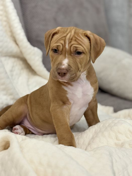 Продам щенят питбультерьер!Одесса!