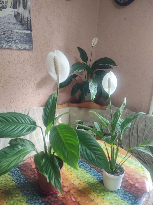 спатефілум кімнатний_висота від 40см до 80см
