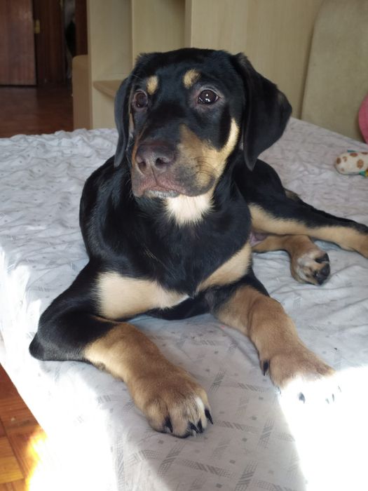 Mãe & filho (ADOÇÃO URGENTE)