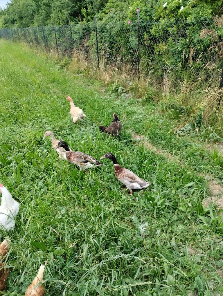Kaczki biegusy roczne 3 sztuki