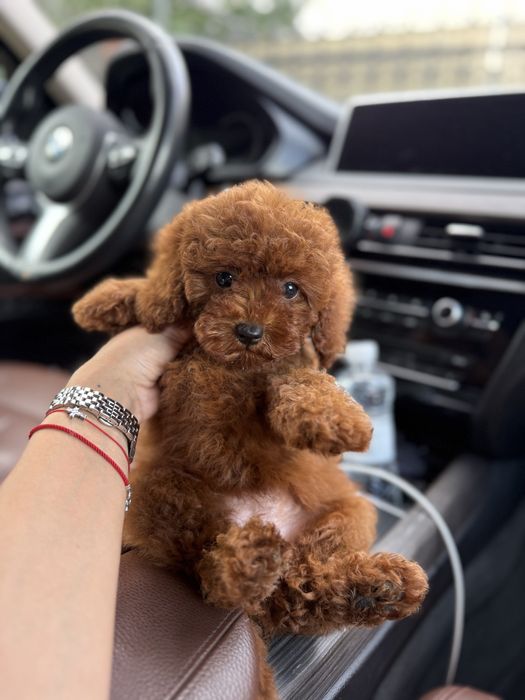 Мальтипу мальчик ф2 ред браун