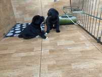 Labrador para adoção