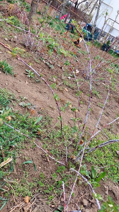 Продам малину Кумберленд