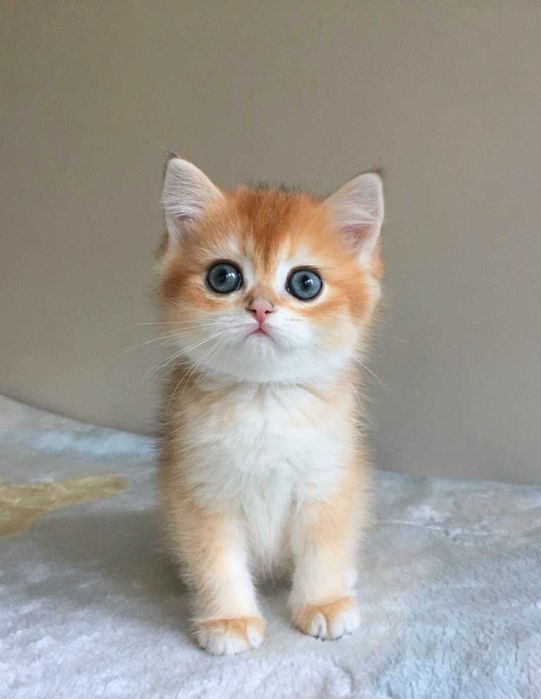 Kocurek szkocki,  color złota szynszyla