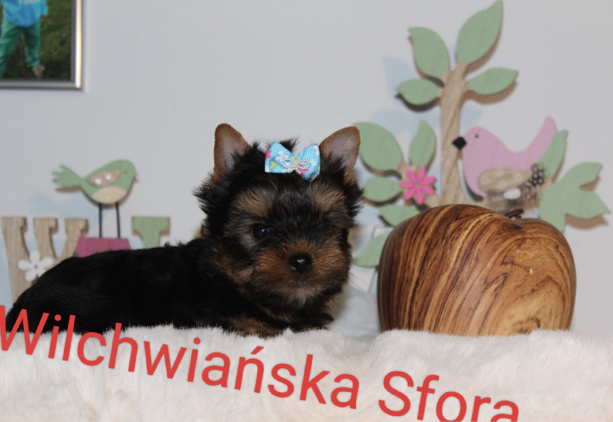 Yorkshire Terrier