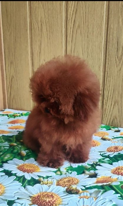 ‼️Китай , ТИКАП в разведение