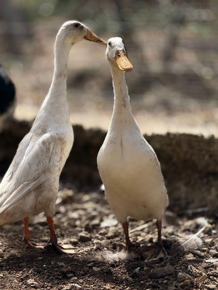 Patos Corredores Indianos Machos