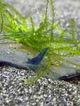 Krewetki Neocaridina Blue Velvet | krewetki akwariowe