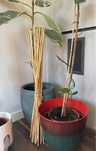 Zestaw 50 szt 90 cm paliki podpory roślin DIY bambus pomidory