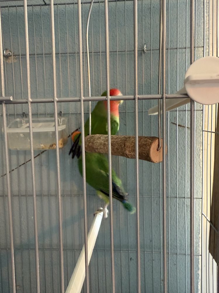 Agapornis de excelente porte
