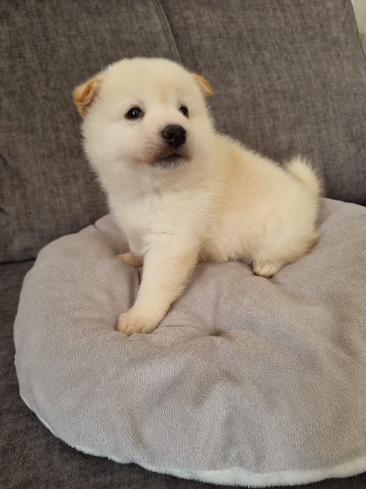 Shiba inu piesek kremowy rezerwacja