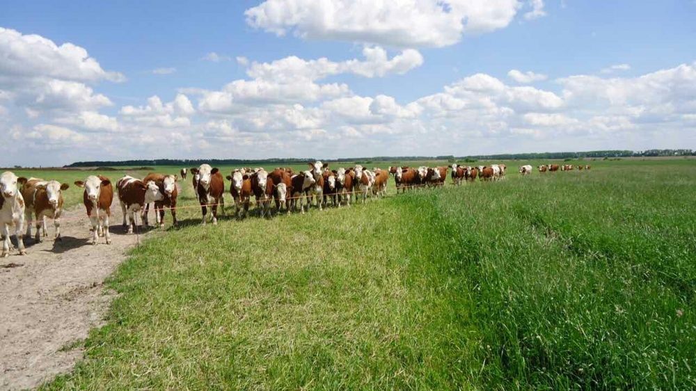 Продам мясо яловичини та свинини, конина, баранина