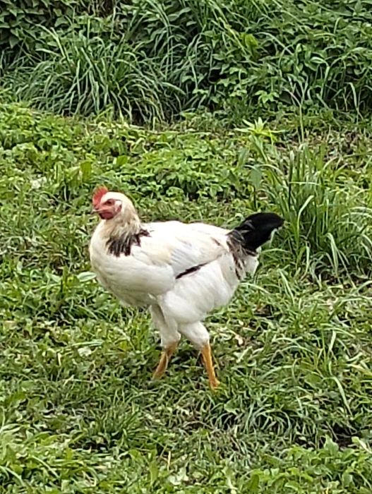 Молоді півні на продаж