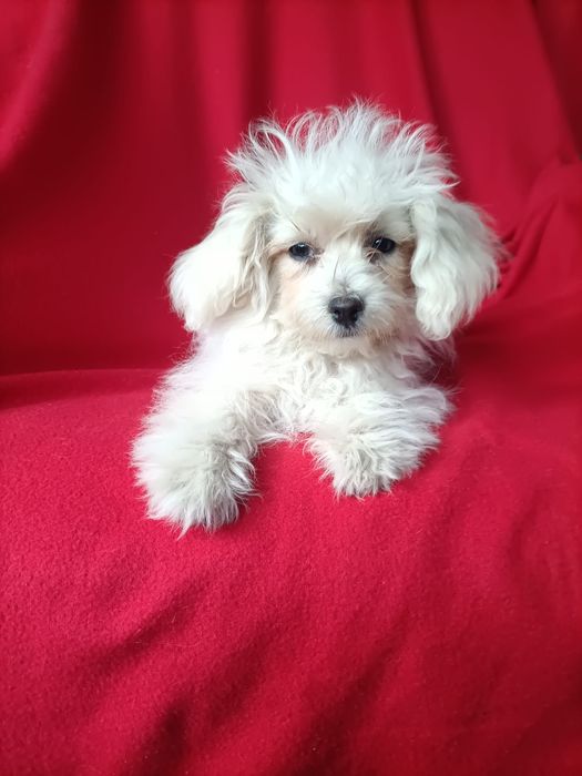 Maltipoo  super szczeniak