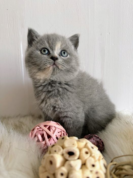 Kotka Brytyjska Niebieska Szylkret