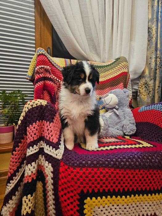 Owczarek Australijski (AUSSIE) - Black tri -  ZKwP - FCI