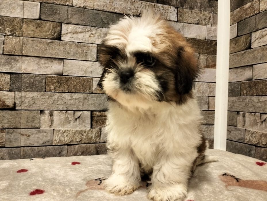 Cudowna suczka  Shih-tzu mini