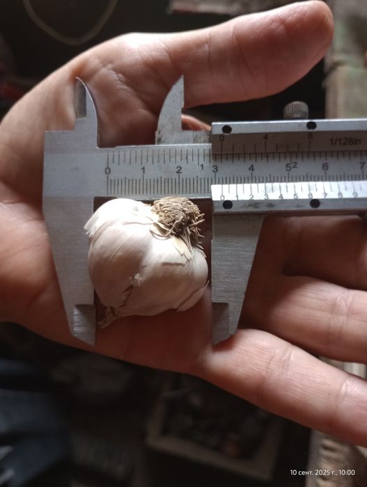 Часник яровий домашній