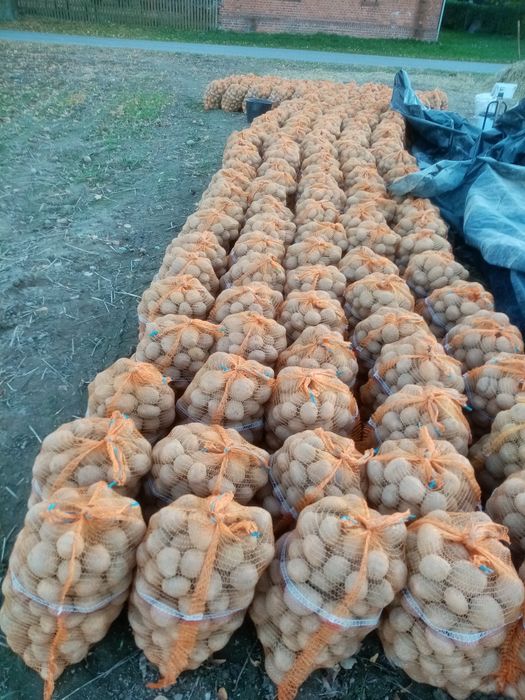 Ziemniaki prosto od Rolnika