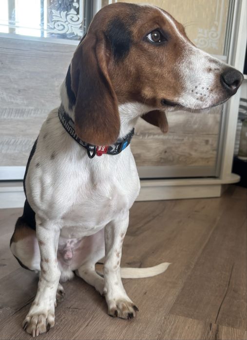 Отдам бигля мальчика