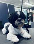 Reproduktor shih tzu