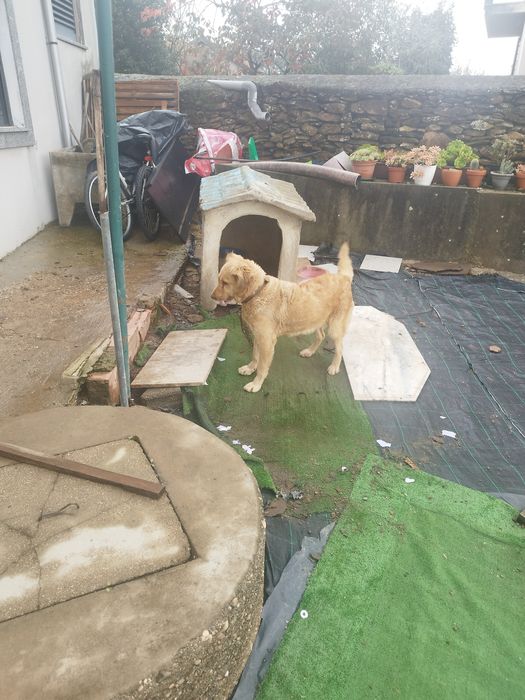 Urgente cadela para ad