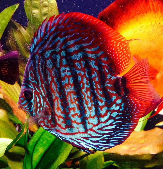 GB DYSKOWCE Paletka Red Turkus | Rozmiar "L" 7-8cm - dowóz ryb!