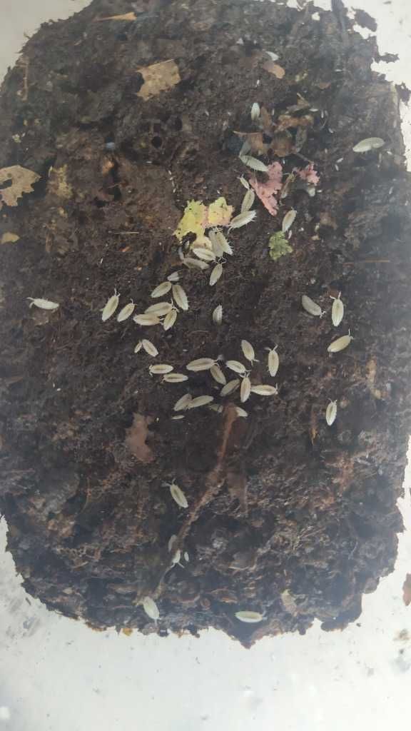 Trichorhina tomentosa - mini stonigi tropikalne