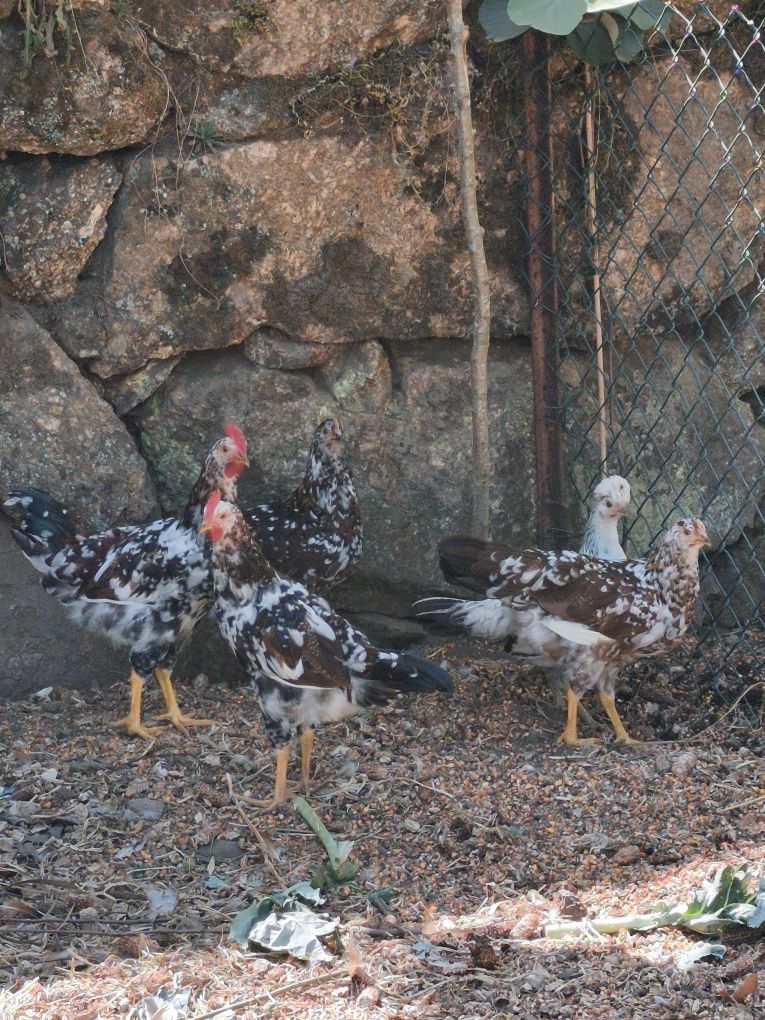 Leghorn casal 3 meses