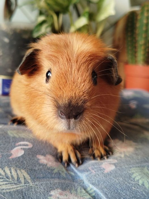 Морська свинка хлопчик