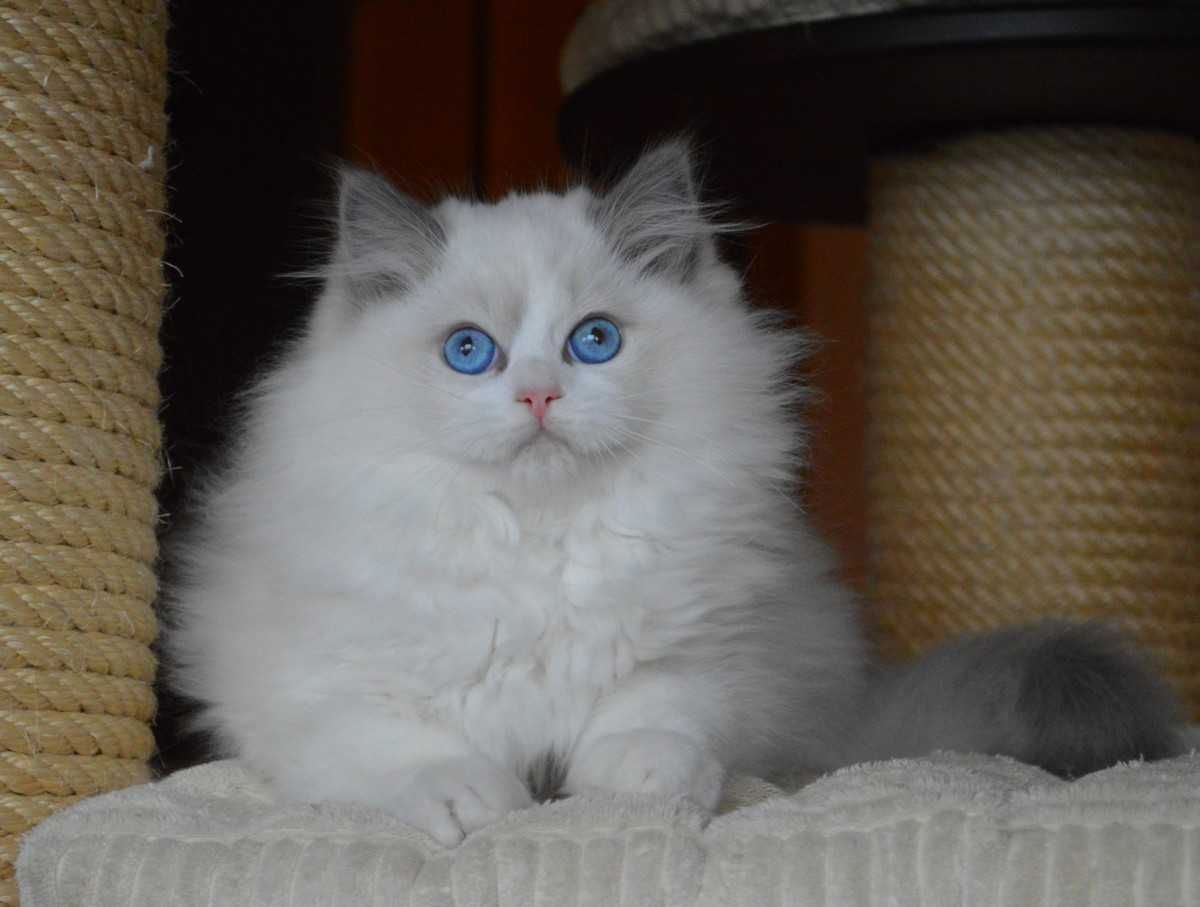 Ragdoll z doświadczonej hodowli staż 16 lat
