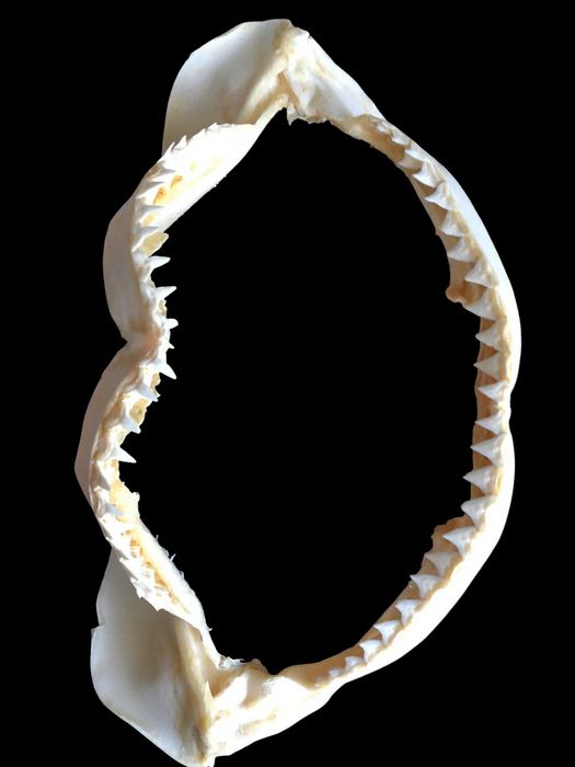 челюсть акулы декор