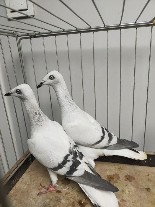 Gołębie para żałobników wylotów