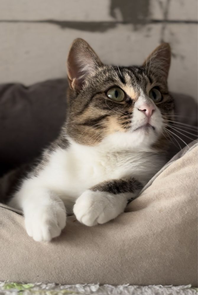 Котик в добрі руки