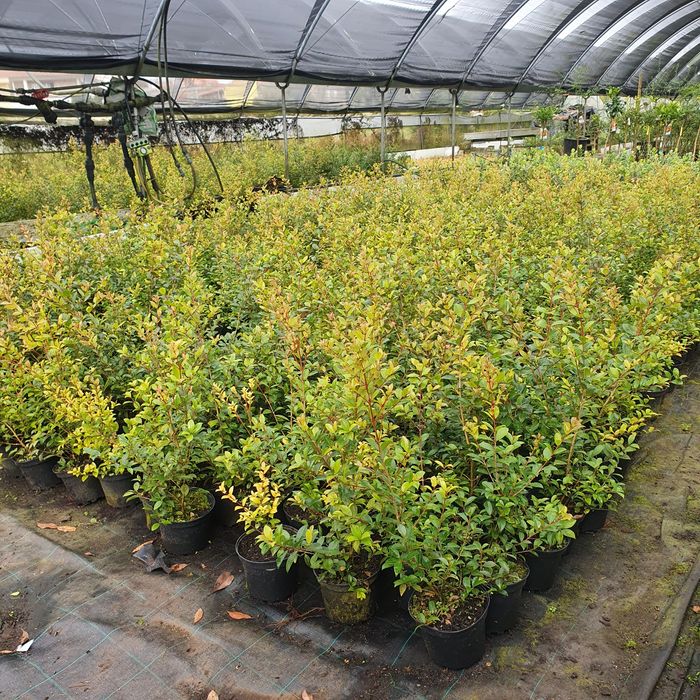 eugenia myrtifolia newport e Melaleuca para sebe para sebe