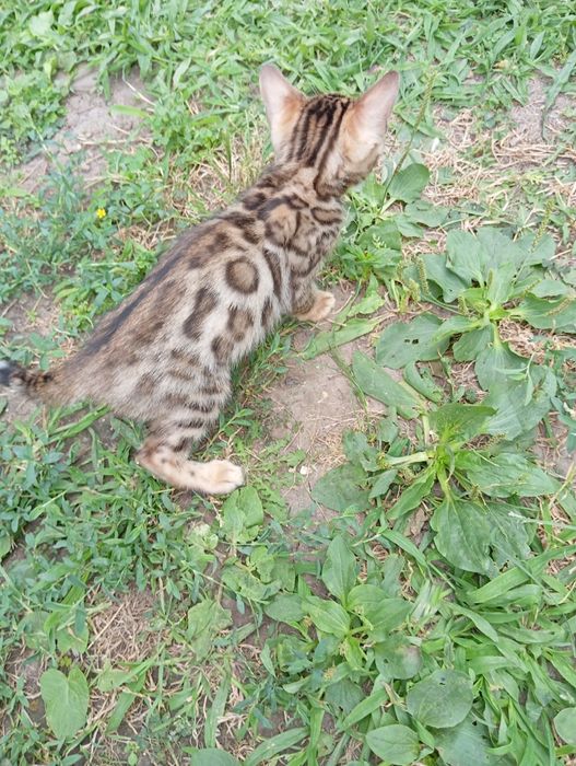 Бенгальский мальчик шоу класса