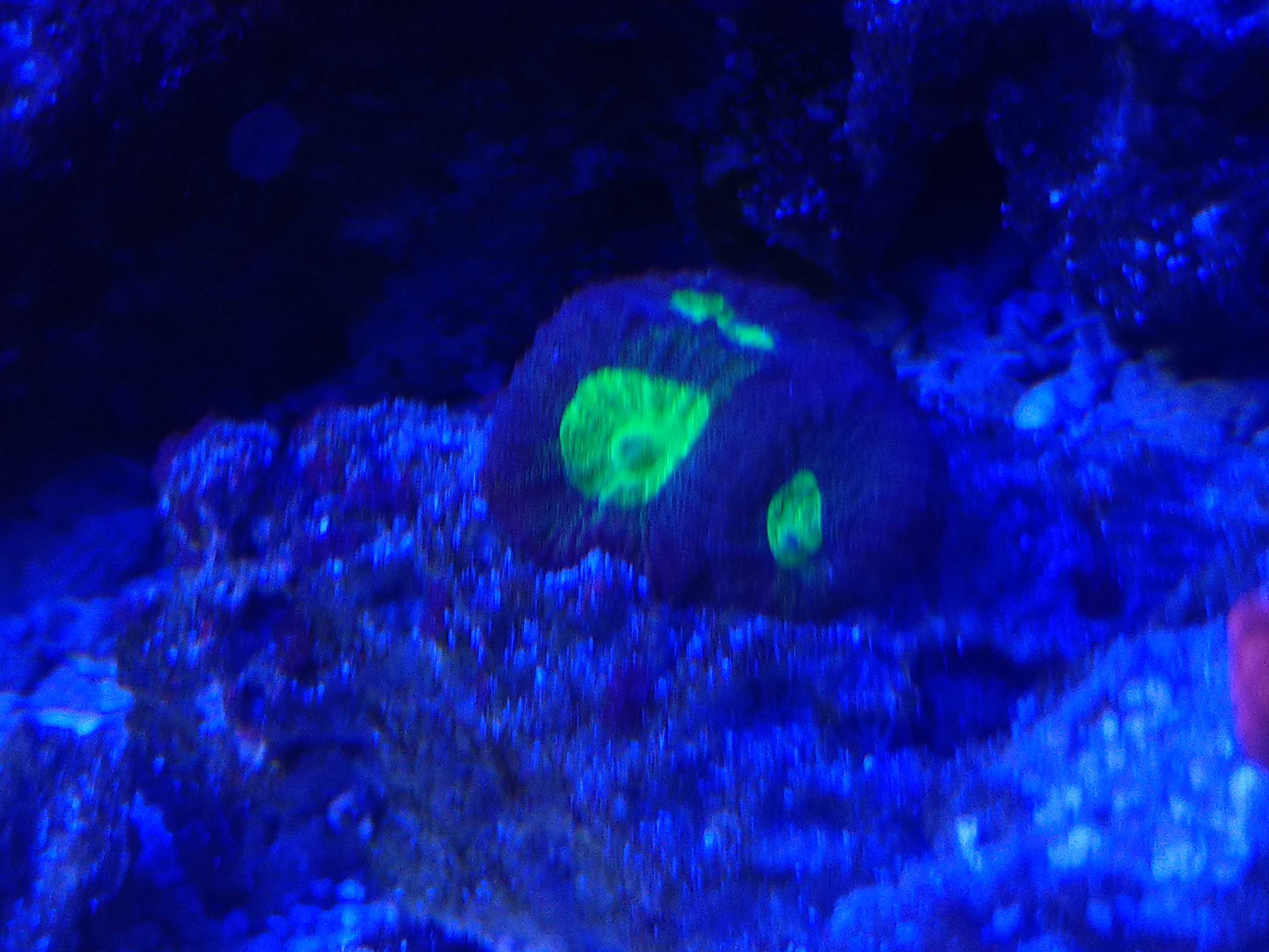 Favia Alien Eye LPS
