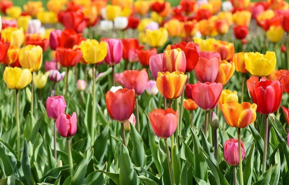 Cebulki TULIPANÓW Tulipan zestaw mix mieszanka Tulipany KWIATY Zestaw