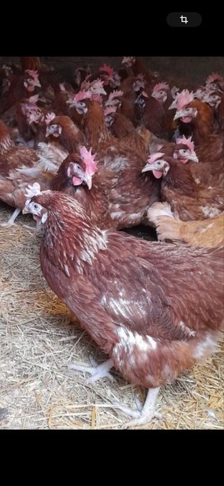 кури несушка 11-12 мес.