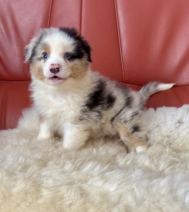 Owczarek australijski- piesek zarezerwowany